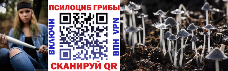 закладка  Зеленоградск  Галлюциногенные грибы Psilocybe 